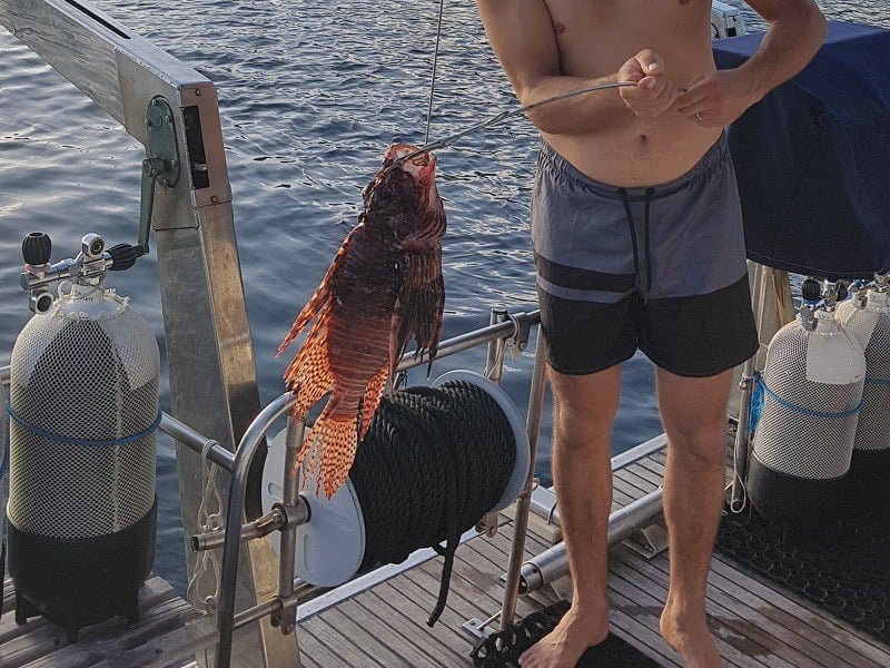 La pêche au poisson lion, ou comment se rendre compte de l’intelligence des pois…