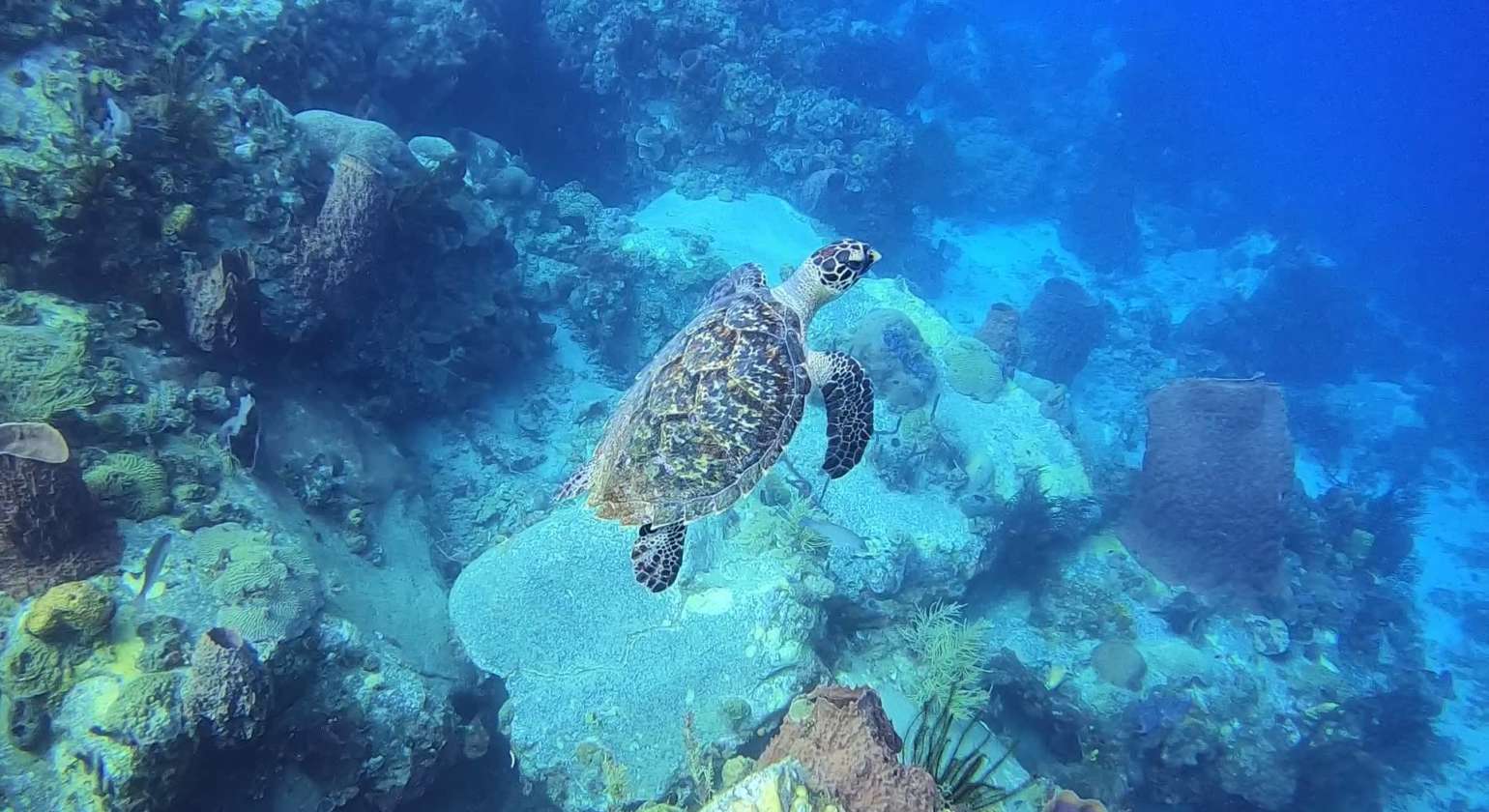 Regarder Quoi de mieux qu’une tortue pour oublier ses appréhensions en plongée bouteille ?