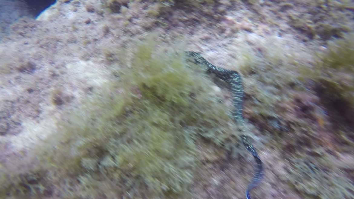 Regarder Plongée avec une murène : quel animal magnifique !