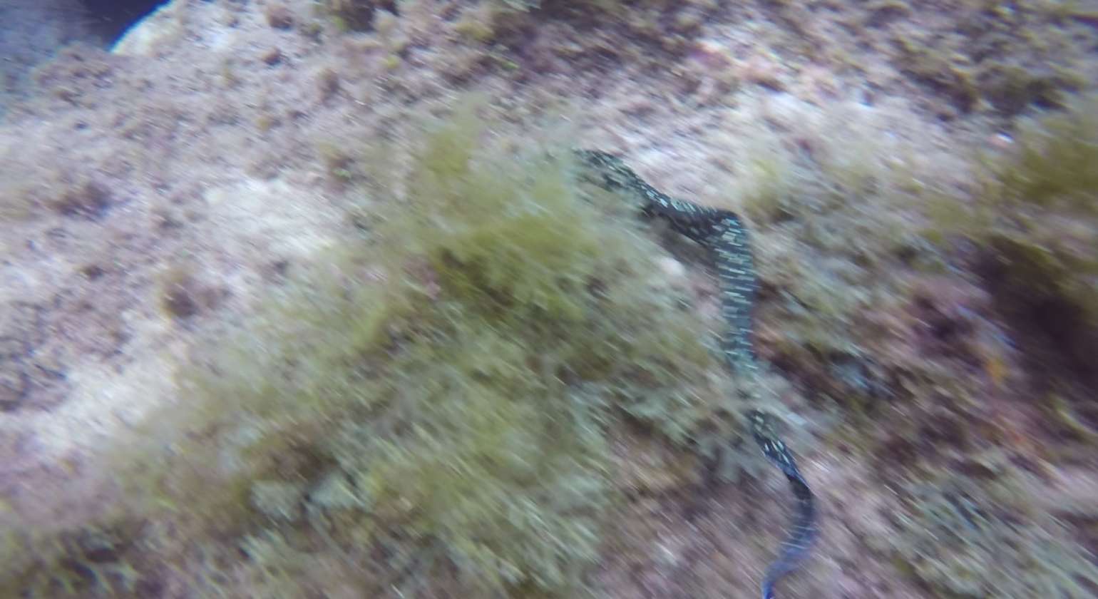 Regarder Plongée avec une murène : quel animal magnifique !