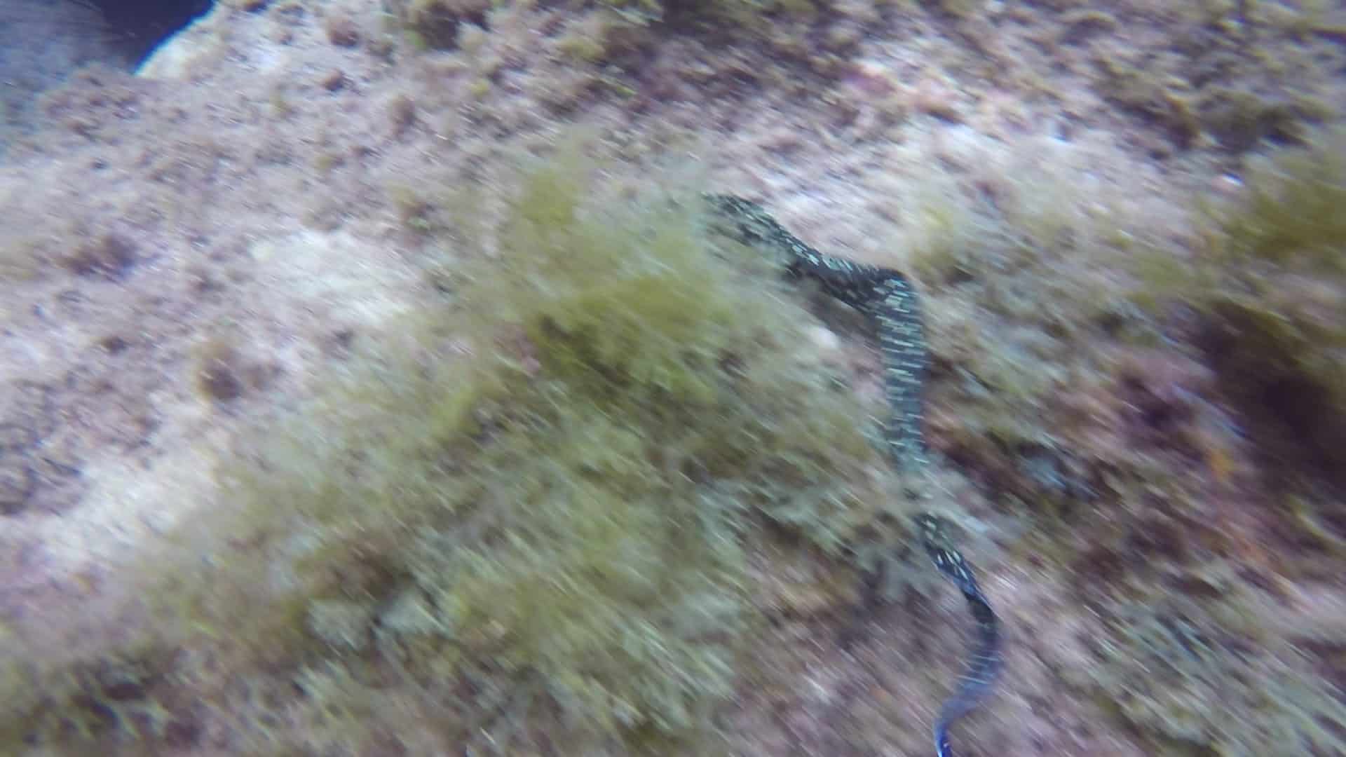 Regarder Plongée avec une murène : quel animal magnifique !