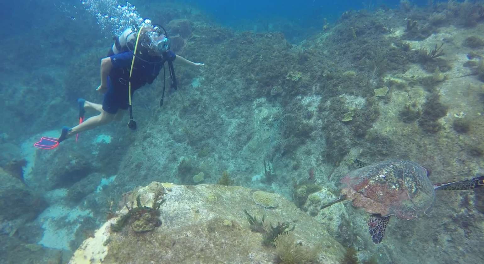 Regarder Enorme tortue en vue !
