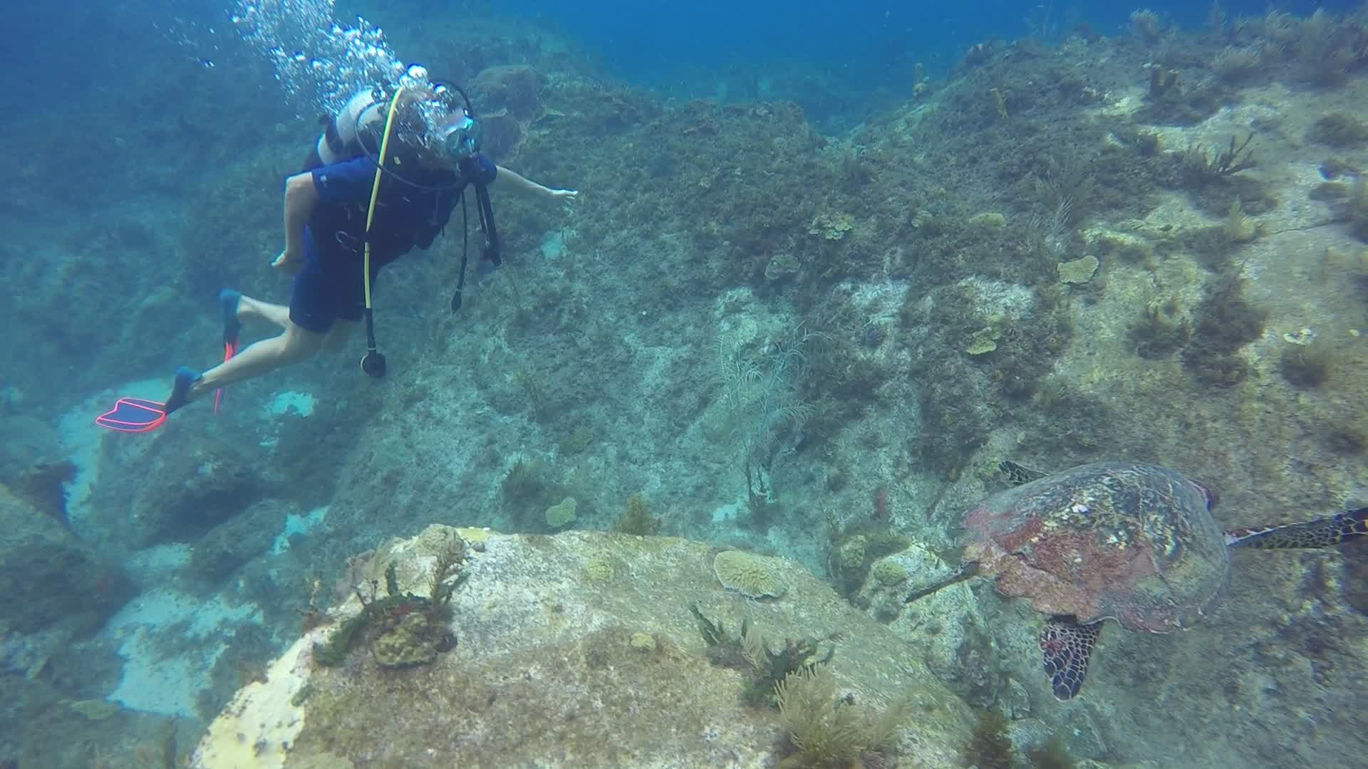 Regarder Enorme tortue en vue !