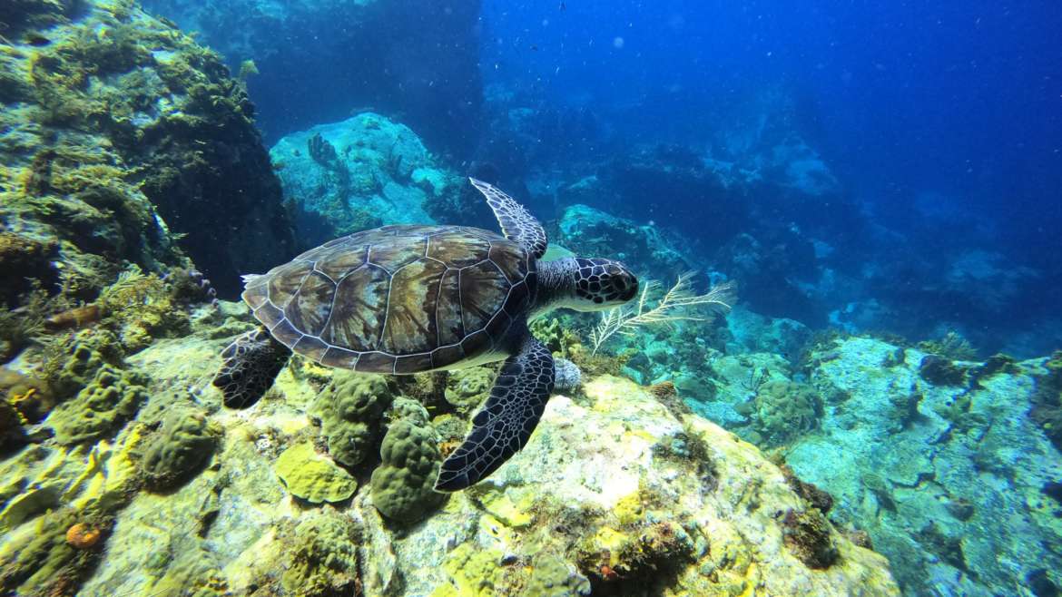 Welcome ! Merci la nature pour ces merveilleux moments en plongée avec les tortu…