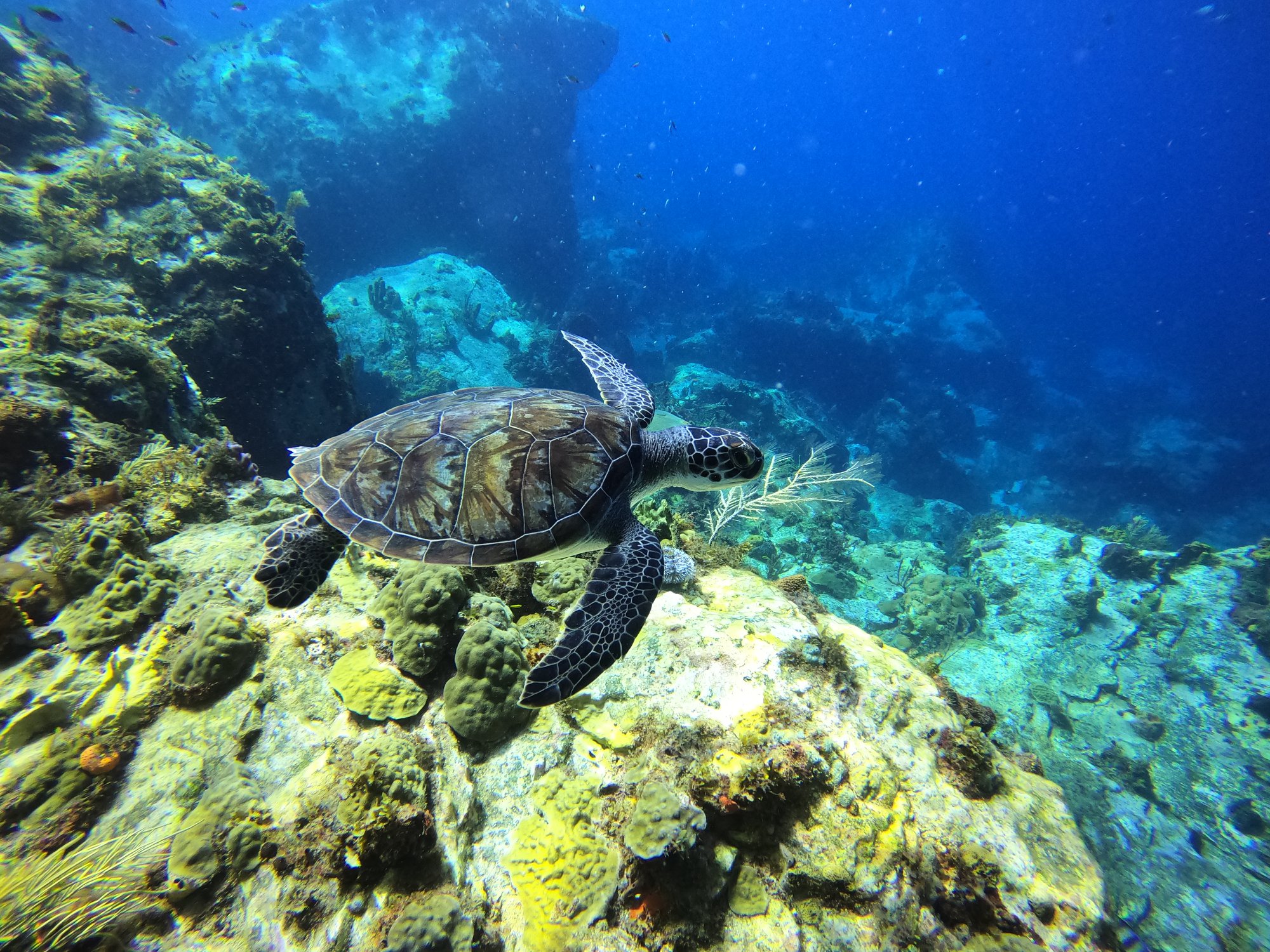Welcome ! Merci la nature pour ces merveilleux moments en plongée avec les tortu…