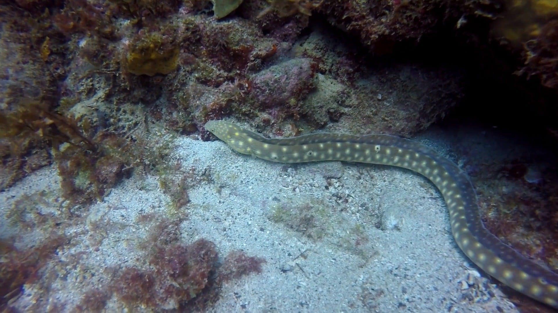 Regarder A la poursuite de la serpentine en plongée en Martinique