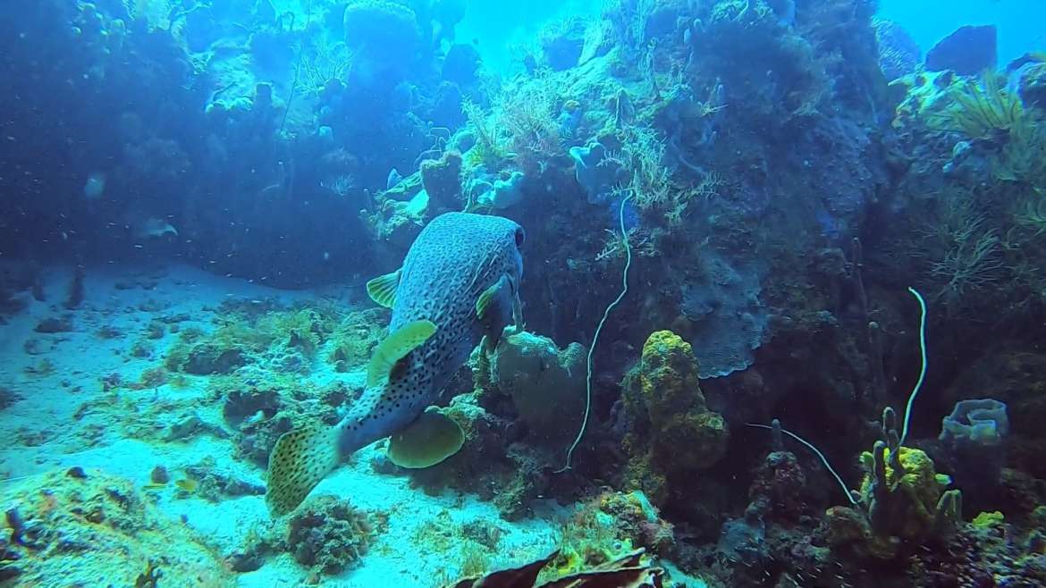 Regarder Gros diodon de roche en plongée bouteille