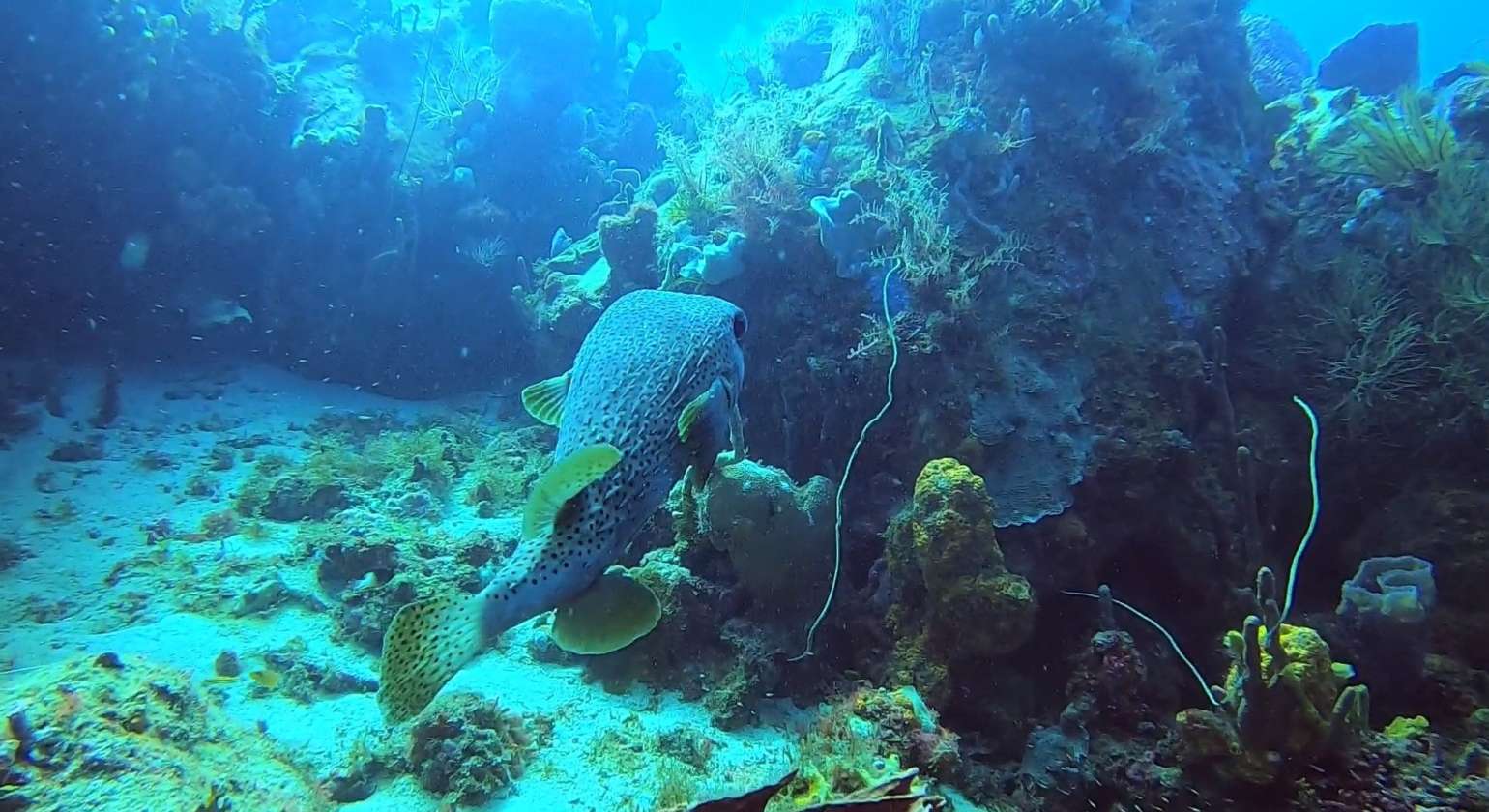 Regarder Gros diodon de roche en plongée bouteille