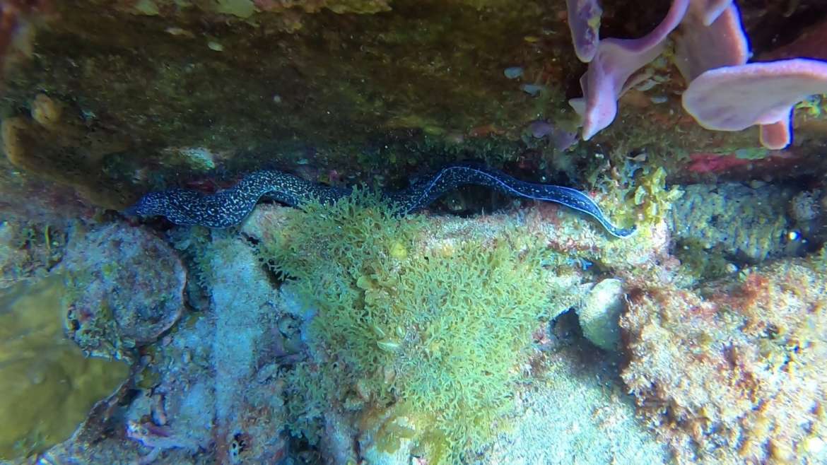 Regarder Murène en pleine eau