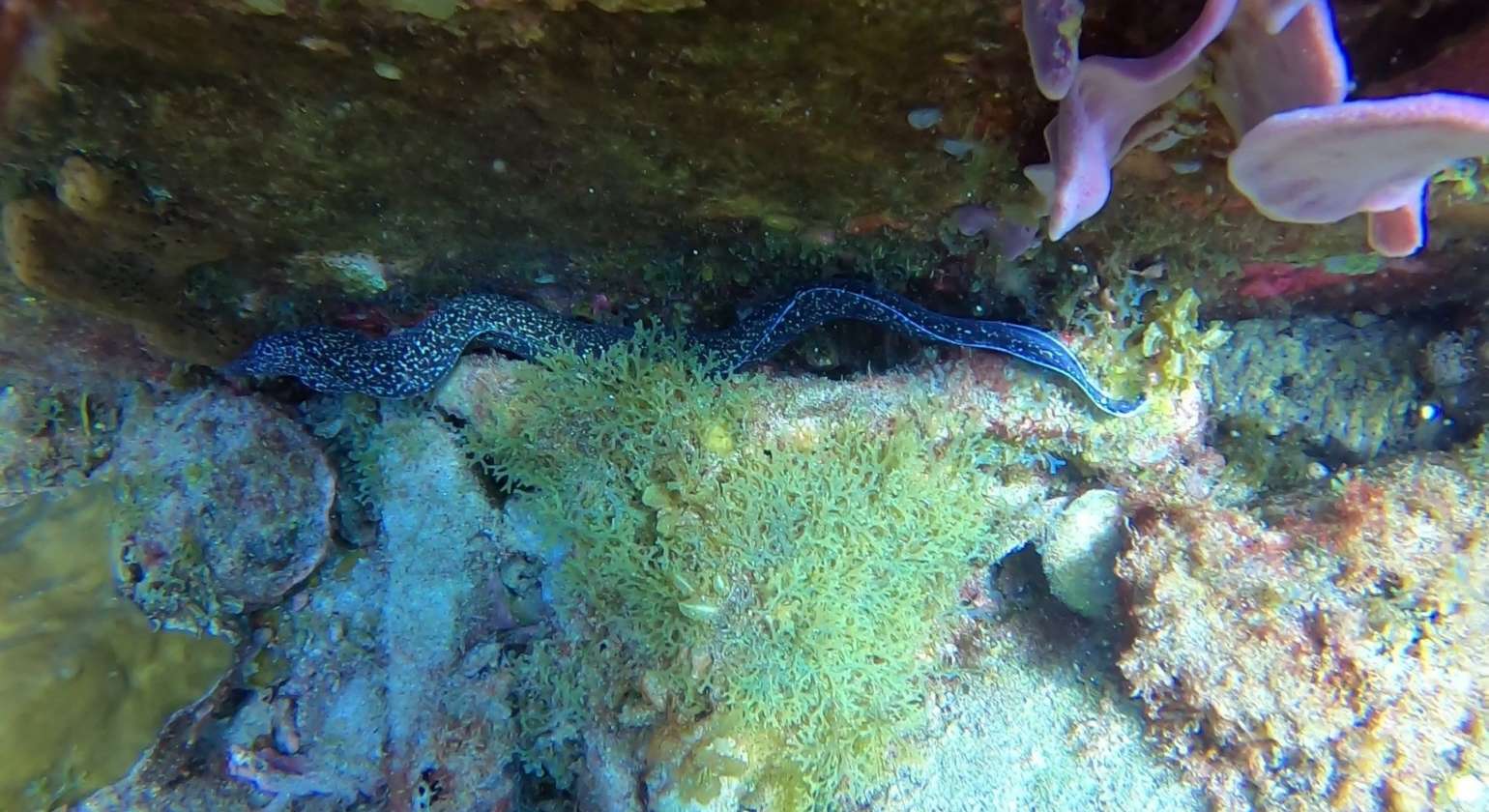 Regarder Murène en pleine eau