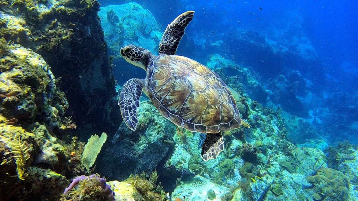 Regarder Tortue en gros plan