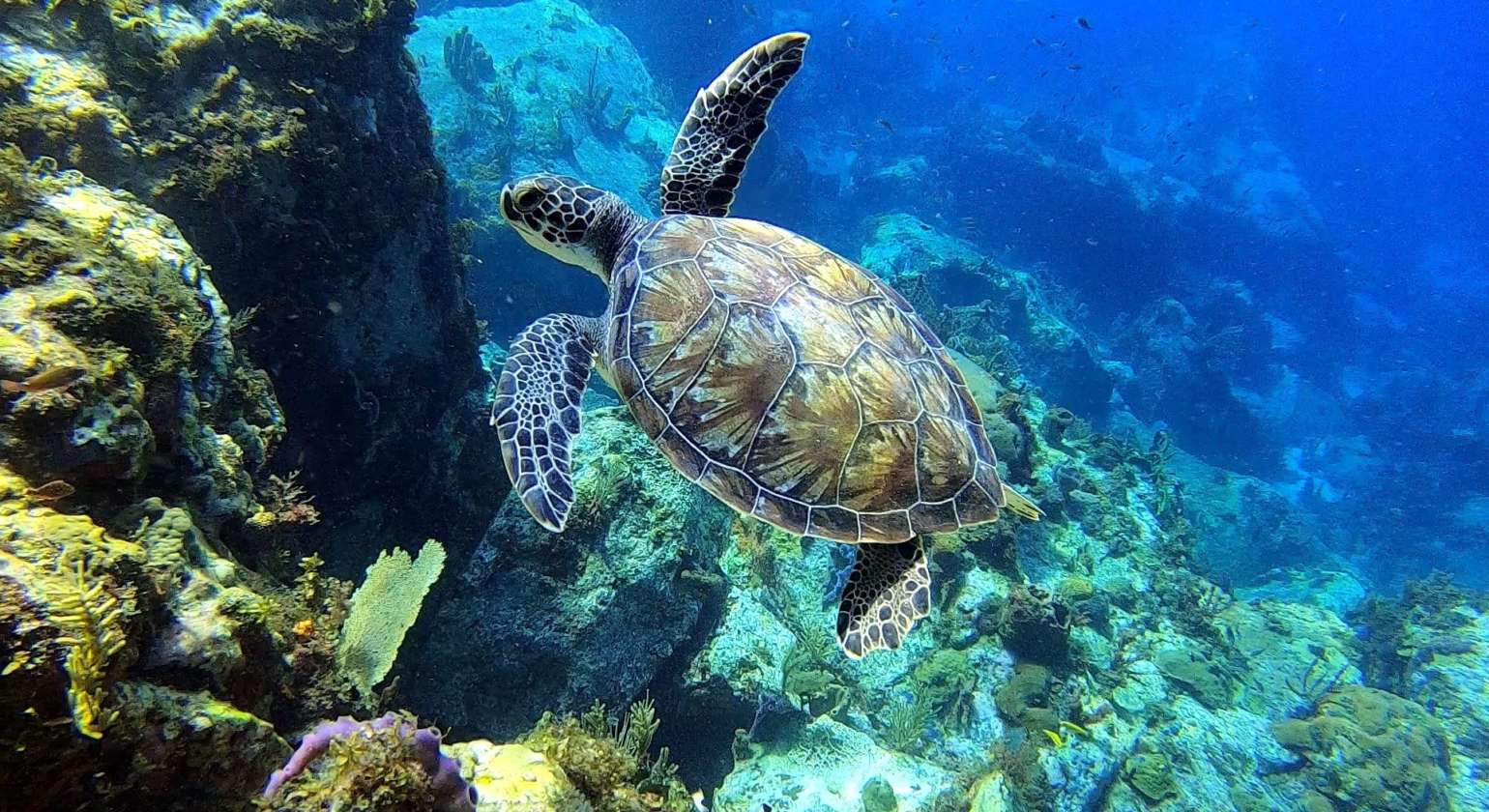 Regarder Tortue en gros plan