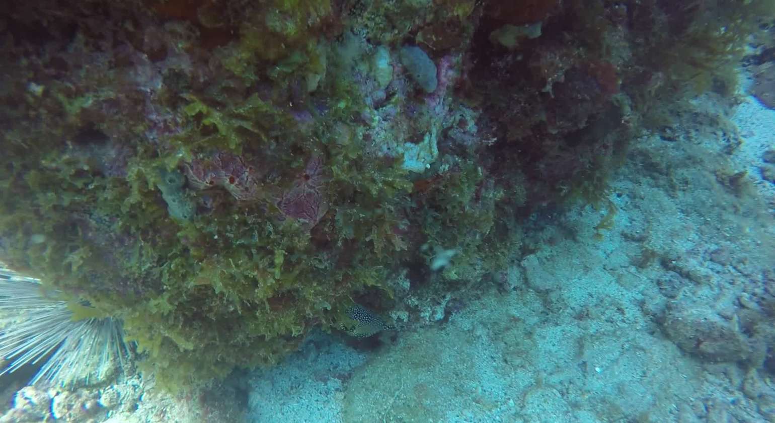 Bienvenue au poisson coffre, avec sa forme triangulaire !