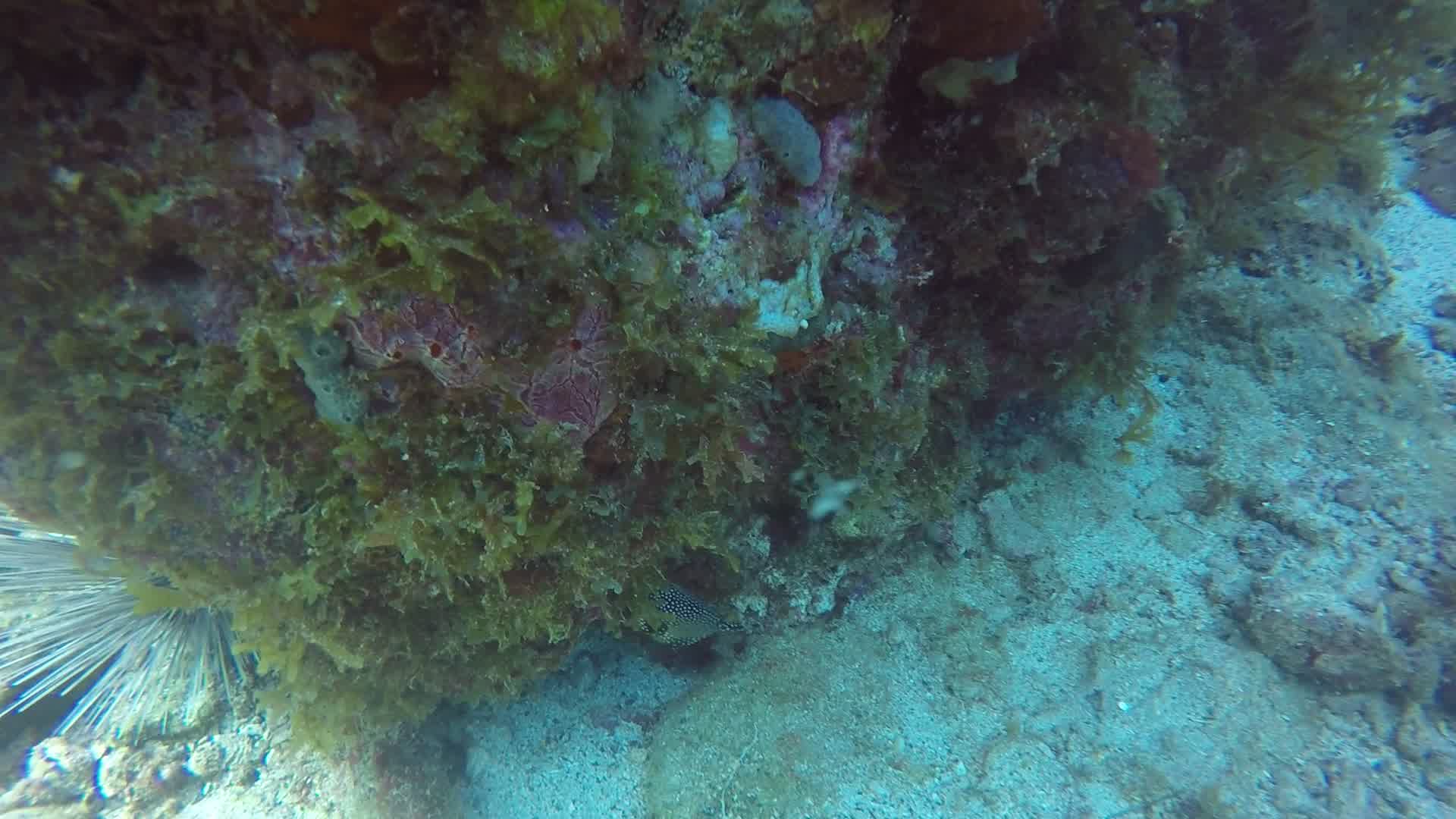 Regarder Bienvenue au poisson coffre, avec sa forme triangulaire !