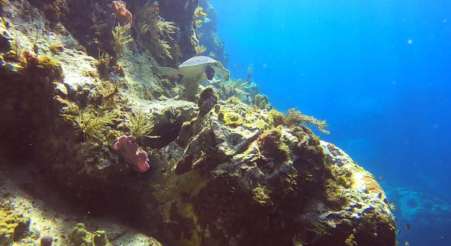 Regarder Festival de tortues à la pointe Lézarde pour un baptême de plongée : la classe