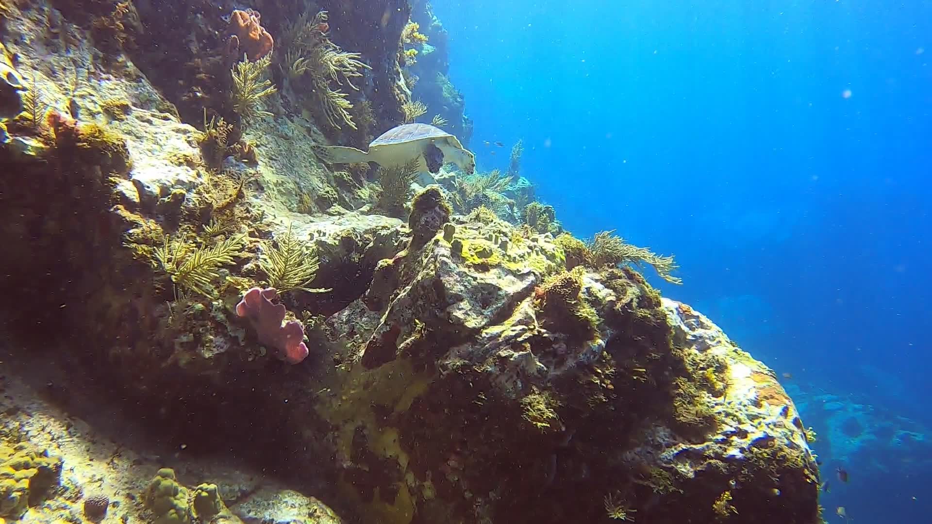 Regarder Festival de tortues à la pointe Lézarde pour un baptême de plongée : la classe