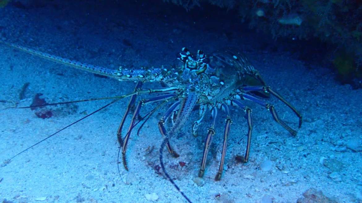 La langouste, notre éternelle compagne de plongée… J’aime le regard surpris de…