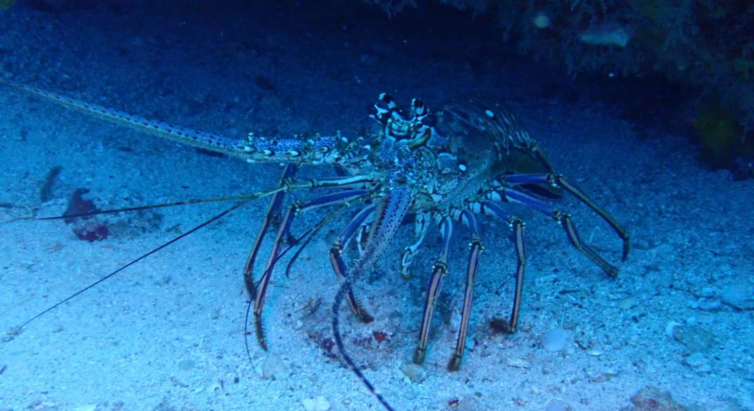 La langouste, notre éternelle compagne de plongée… J’aime le regard surpris de…
