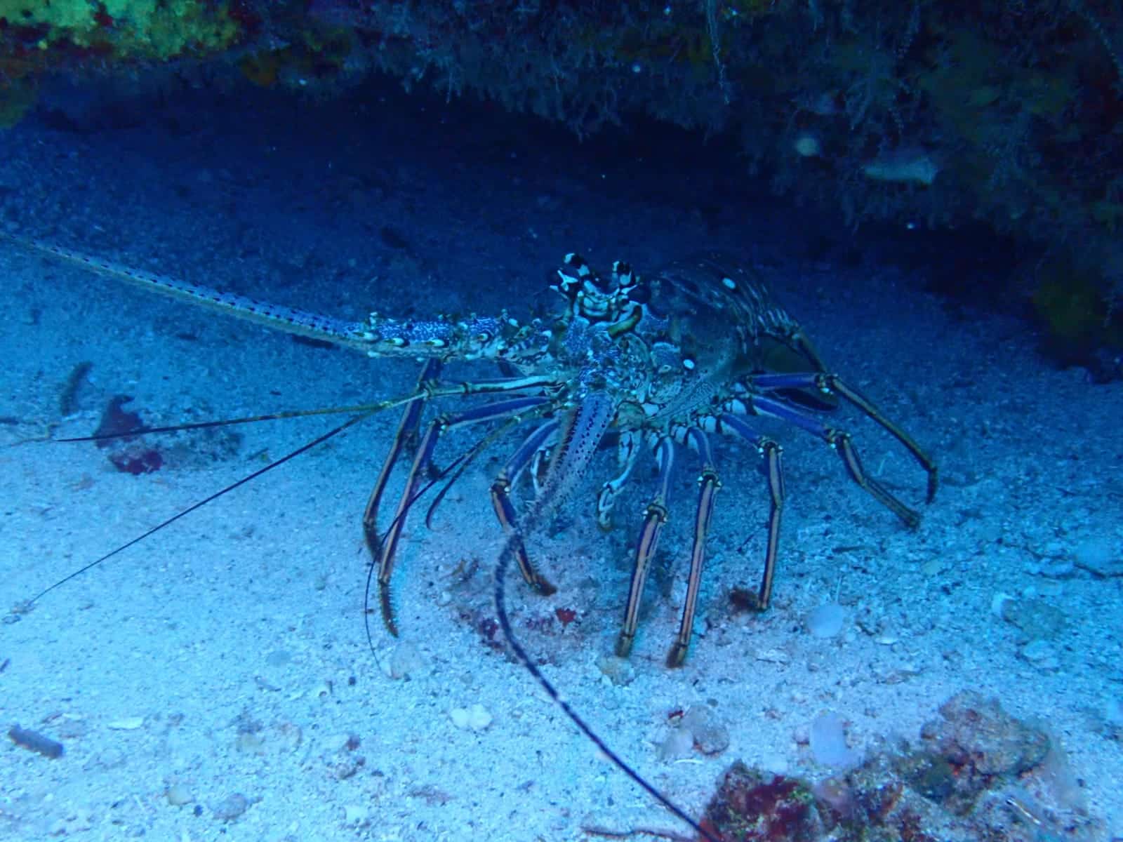 La langouste, notre éternelle compagne de plongée… J’aime le regard surpris de…