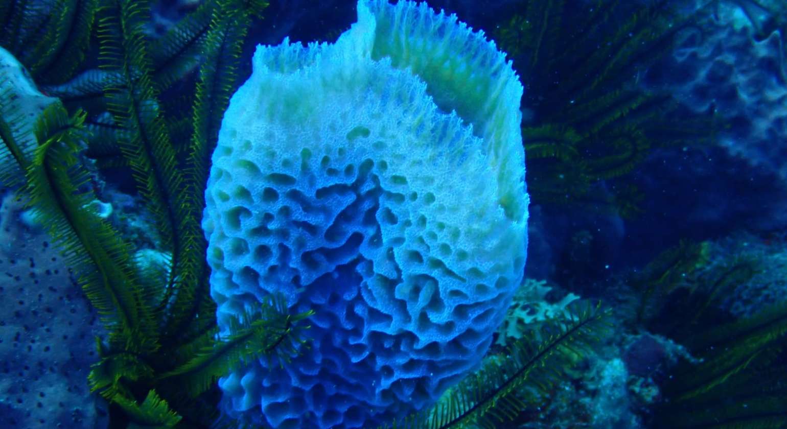 Que savez-vous de la magie des éponges ?  Perso j’adore leur luminosité et leur …
