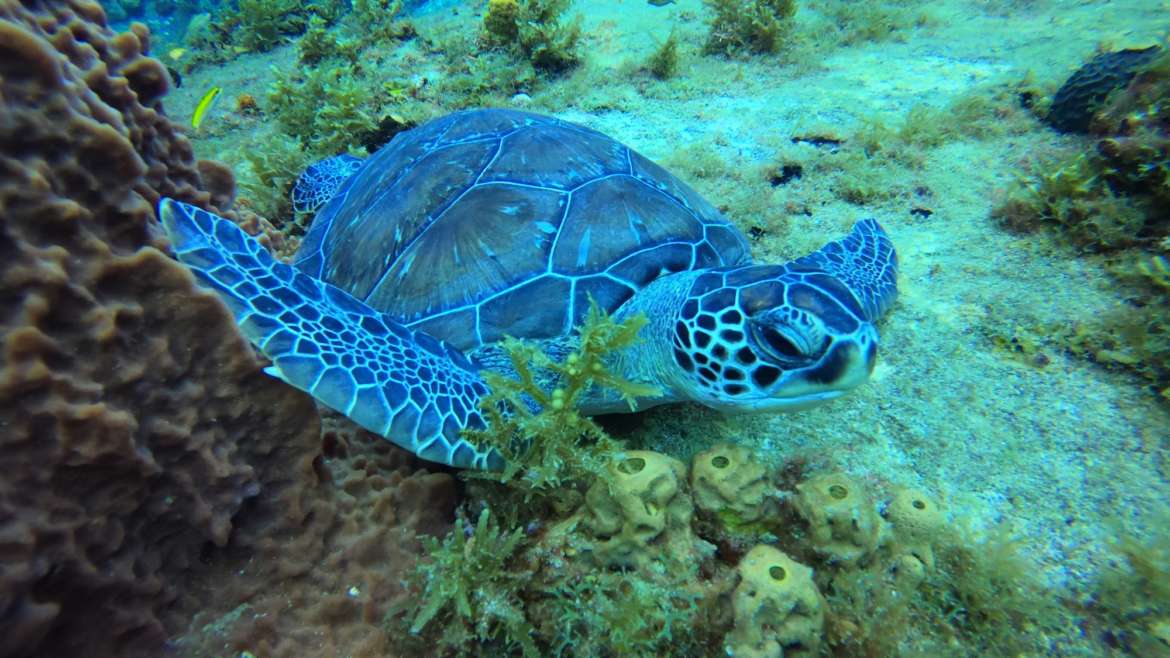 La tortue verte, cette merveille que j’adore !!! Merci la nature de nous offrir …
