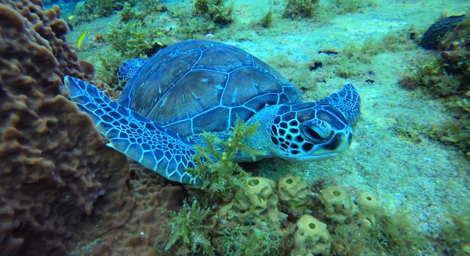 La tortue verte, cette merveille que j’adore !!! Merci la nature de nous offrir …