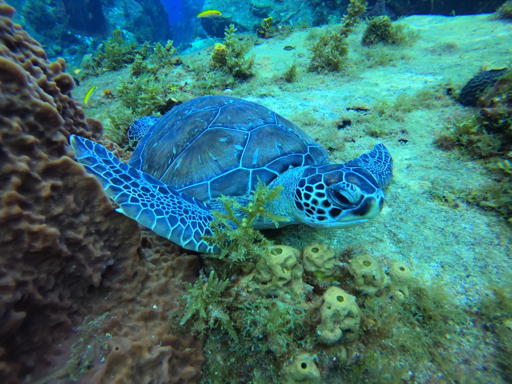 La tortue verte, cette merveille que j’adore !!! Merci la nature de nous offrir …
