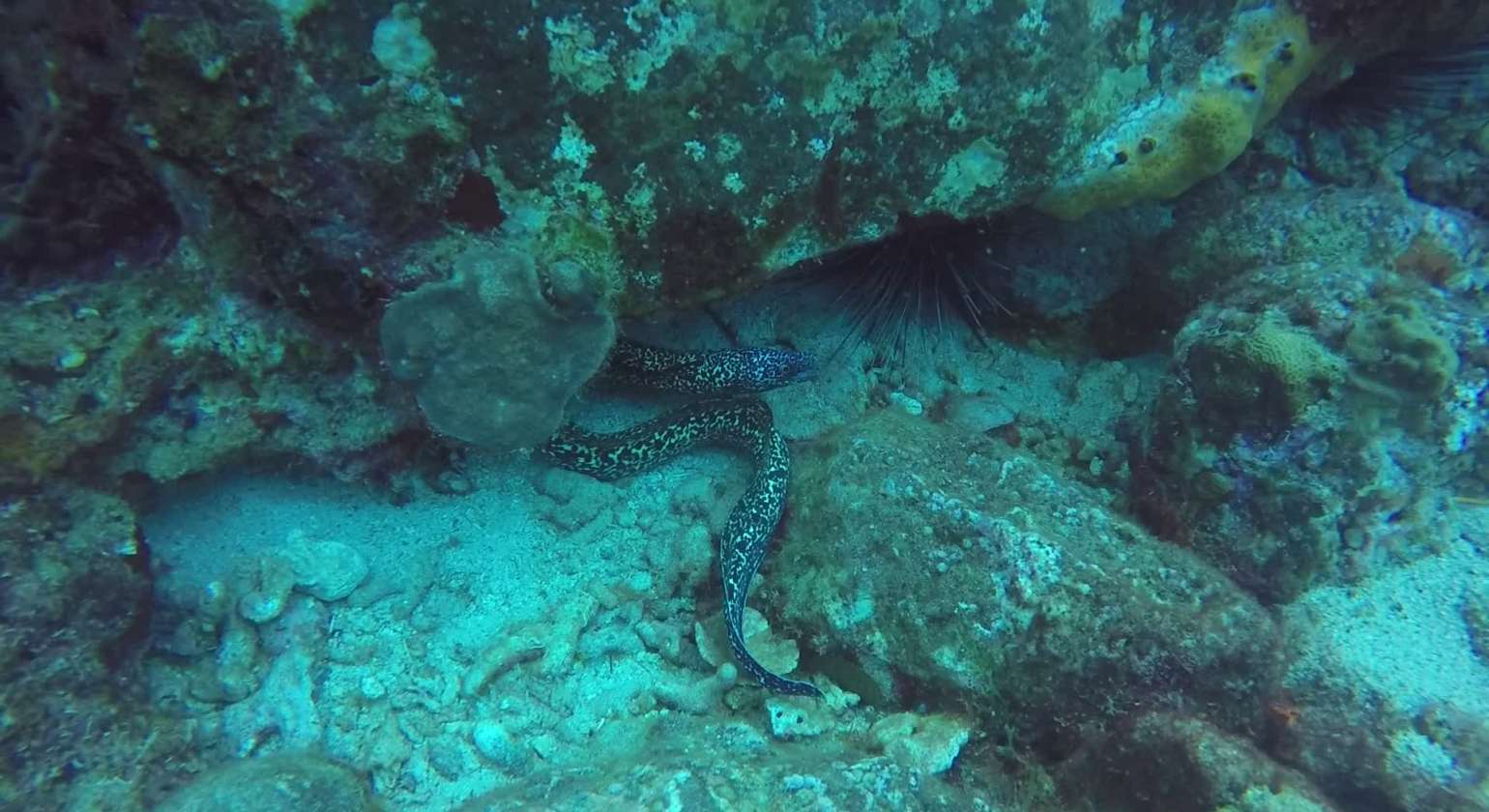Regarder C’est l’heure de la promenade pour les murènes !