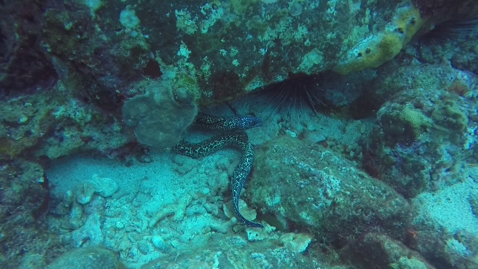 Regarder C’est l’heure de la promenade pour les murènes !