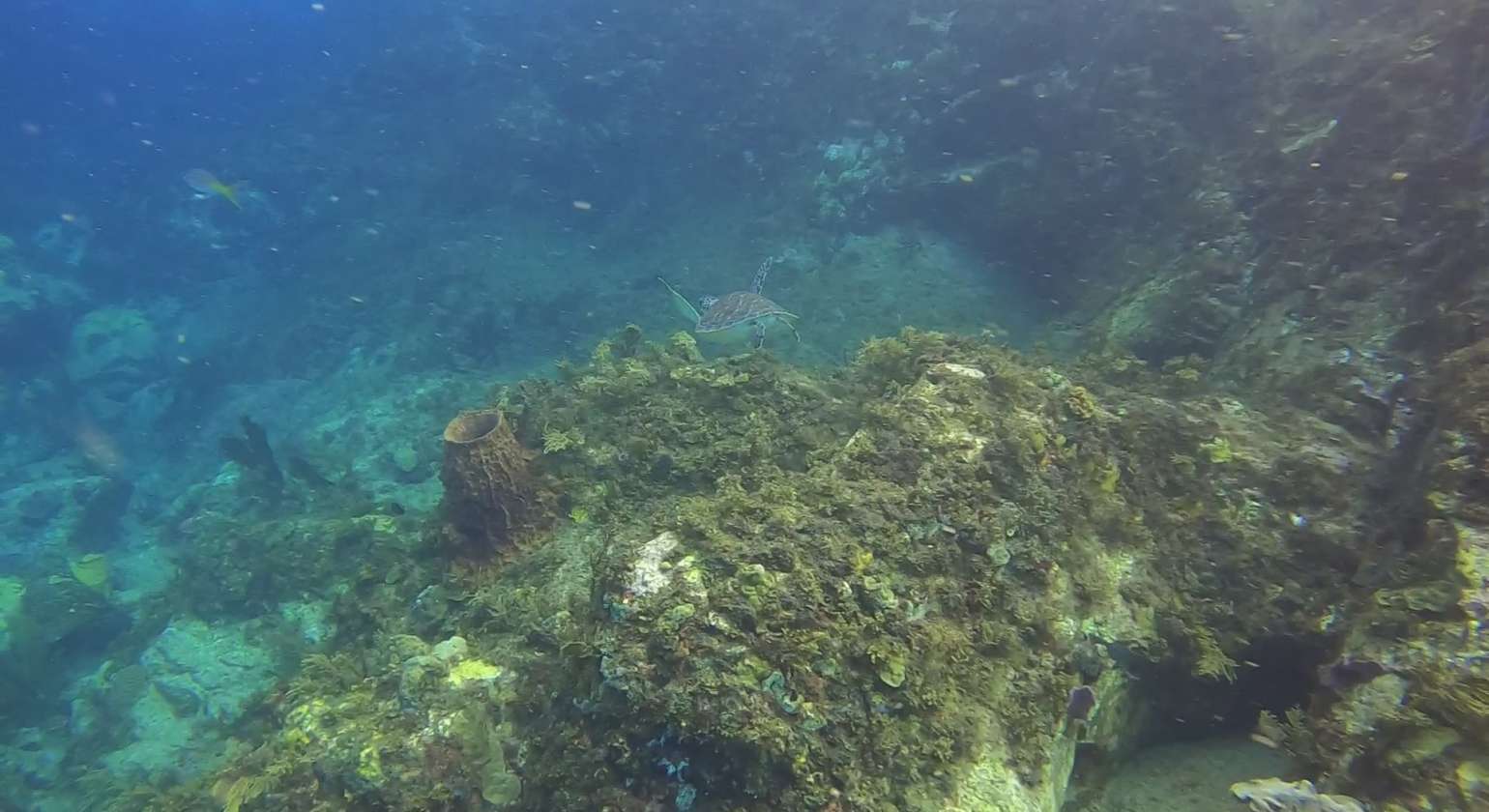 Regarder Une jeune tortue vient se balader avec nous ce matin ! Merci à toi !!! Je t’ai baptisée Joséphine :)