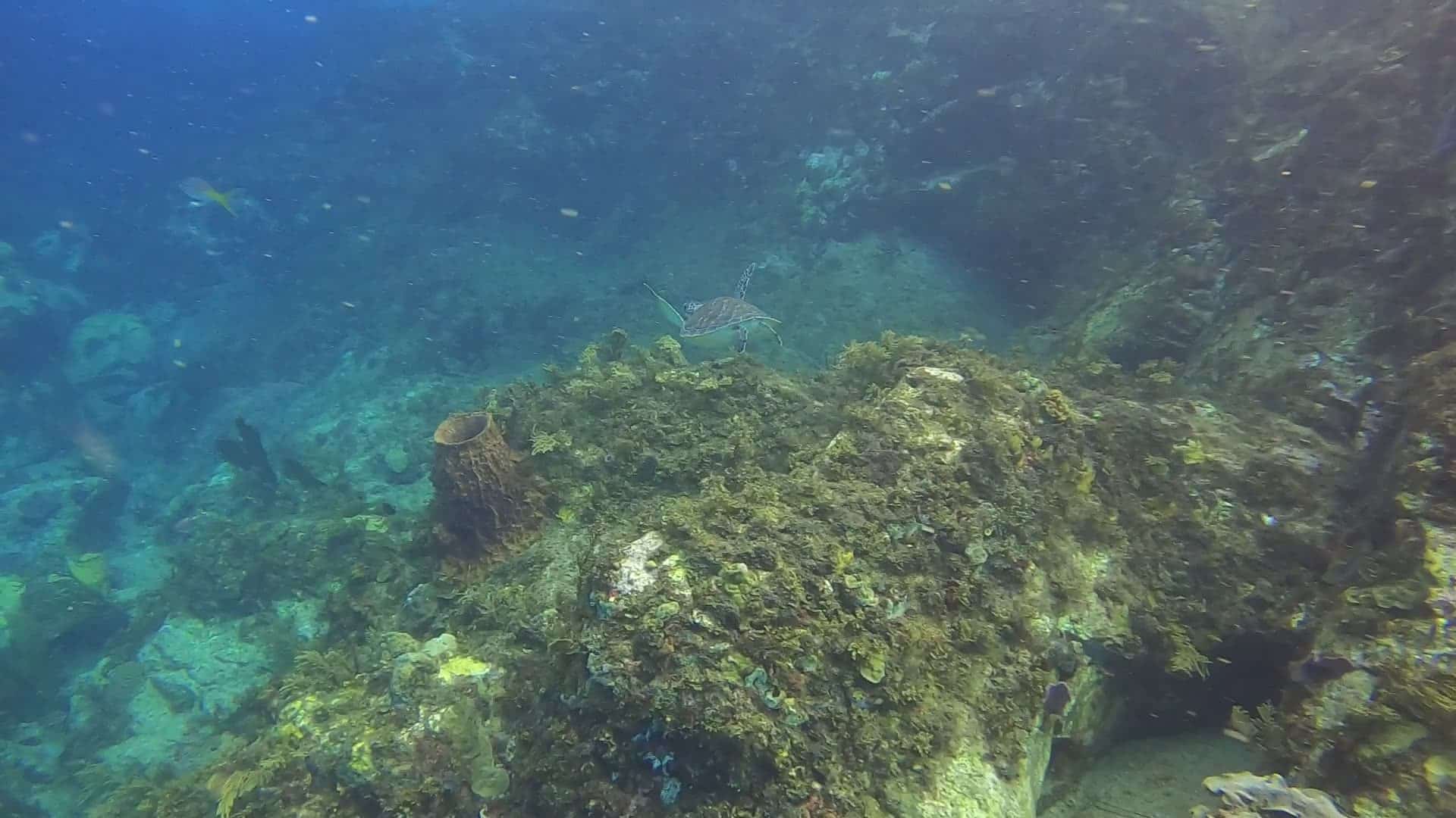 Regarder Une jeune tortue vient se balader avec nous ce matin ! Merci à toi !!! Je t’ai baptisée Joséphine :)