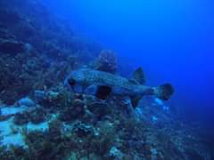 Voici le gros diodon : à l’instar du fugu au Japon, il contient une toxine dans …