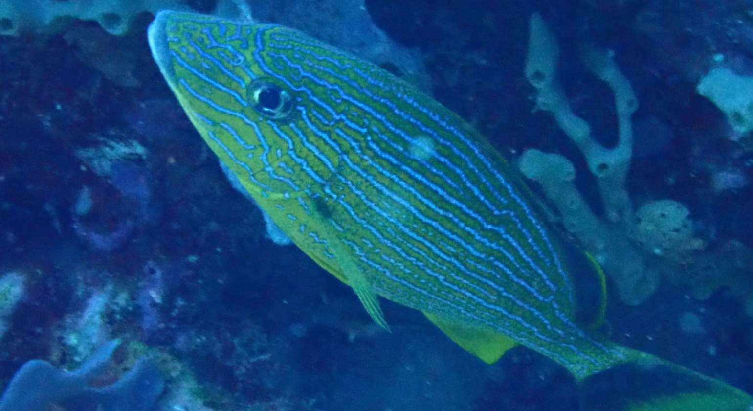 La gorette bleue ressemble beaucoup à la gorette jaune, mais les stries de coule…