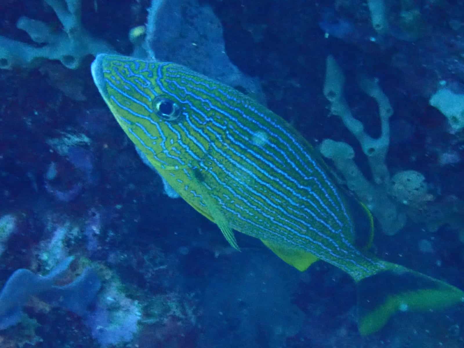 La gorette bleue ressemble beaucoup à la gorette jaune, mais les stries de coule…