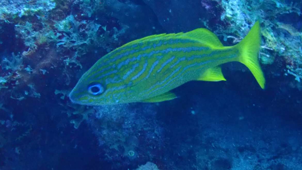 La gorette jaune est capable d’émettre des grognements en frottant les unes cont…