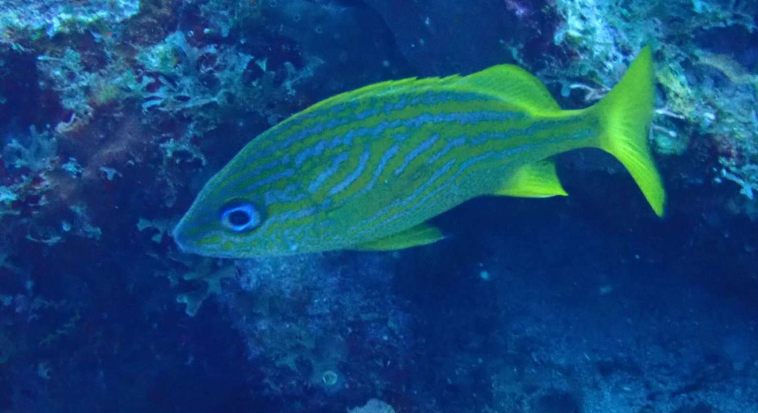 La gorette jaune est capable d’émettre des grognements en frottant les unes cont…