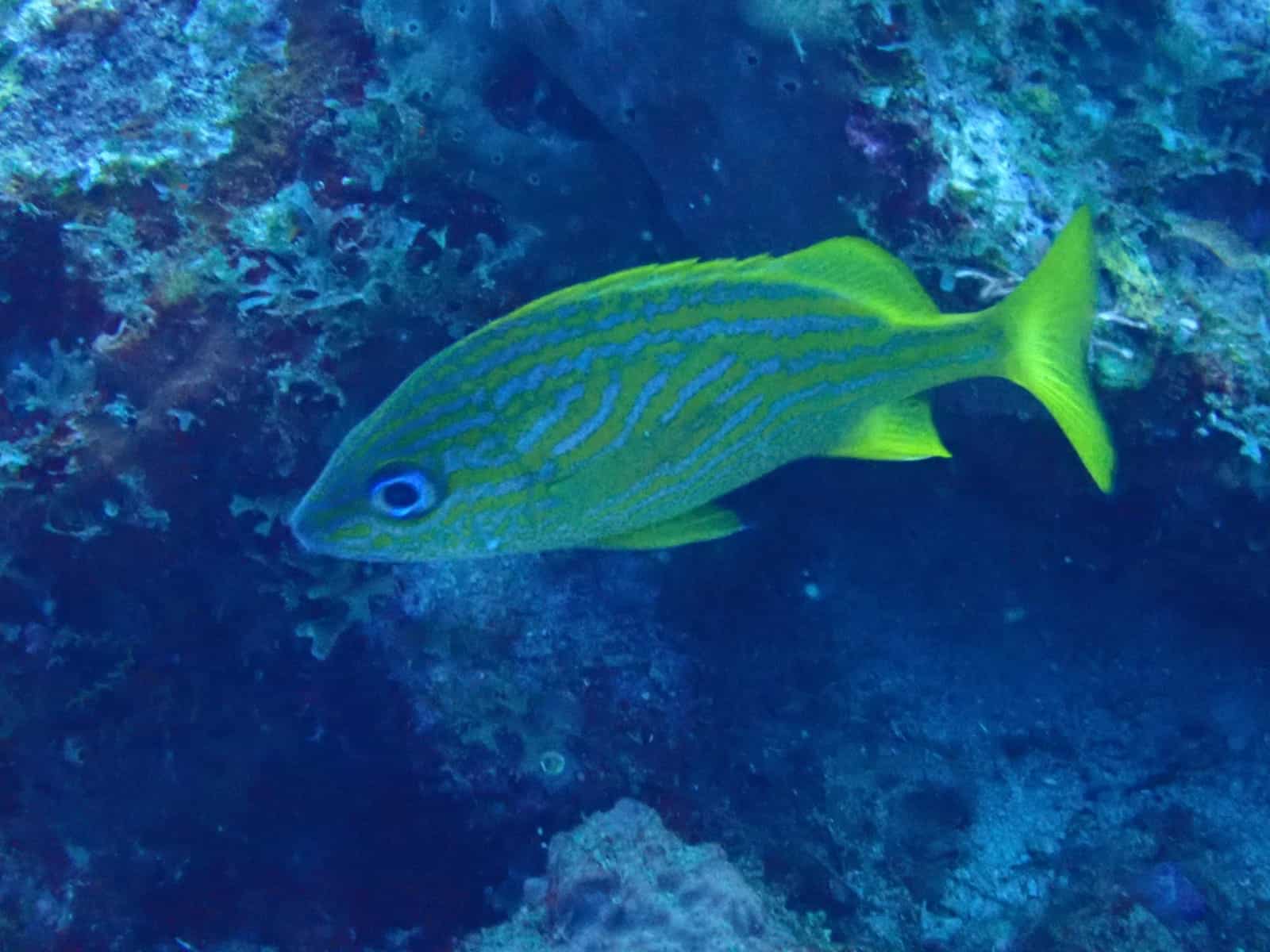 La gorette jaune est capable d’émettre des grognements en frottant les unes cont…