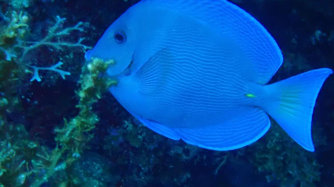 Le poisson chirurgien, reconnaissable à sa couleur bleue et ses deux “épines” ja…