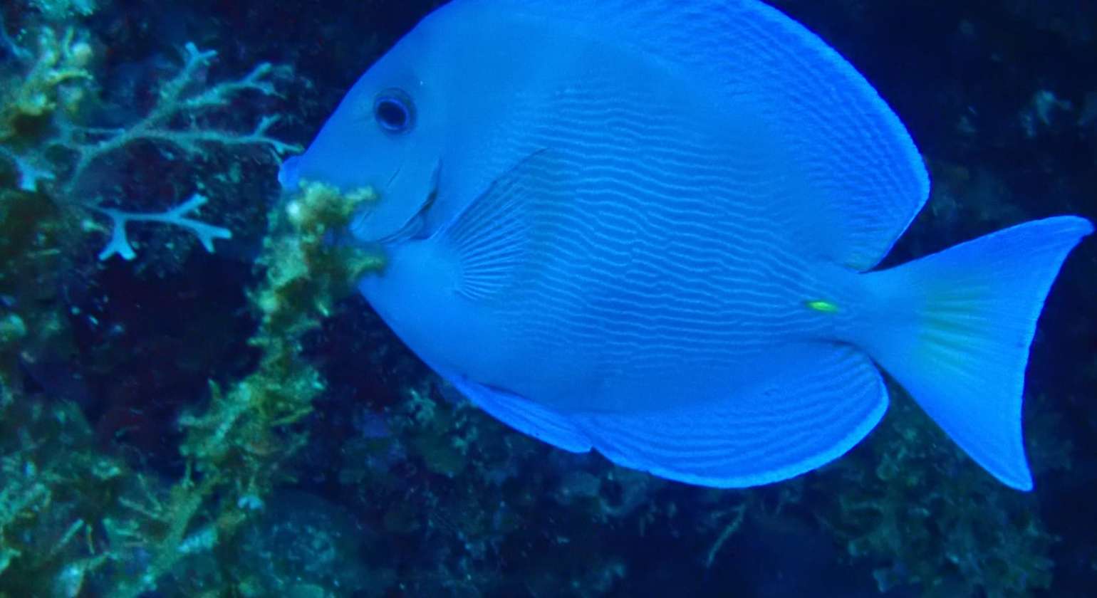 Le poisson chirurgien, reconnaissable à sa couleur bleue et ses deux “épines” ja…
