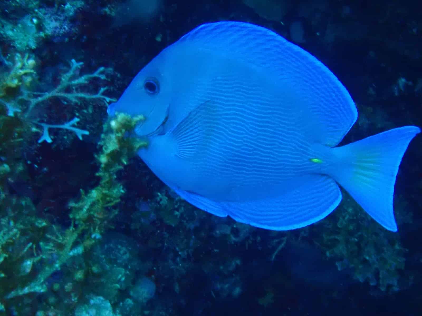 Le poisson chirurgien, reconnaissable à sa couleur bleue et ses deux “épines” ja…