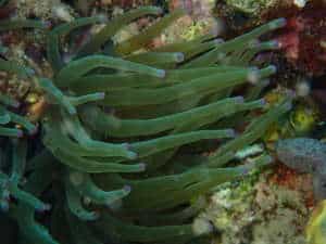 Anemone géante