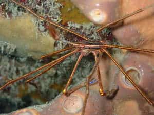 Crabe flèche